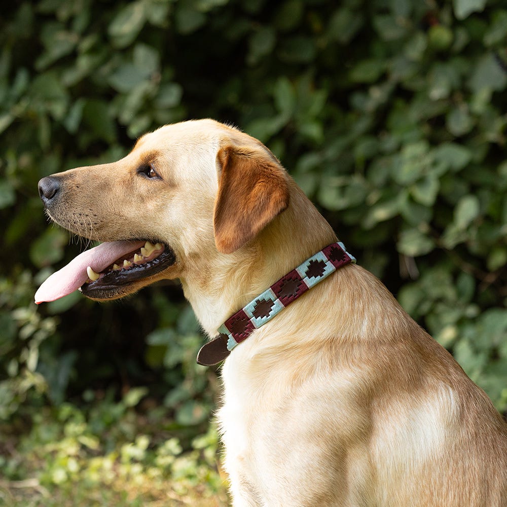 Benji &amp; Flo Sublime Polo Leather Dog Collar image 6